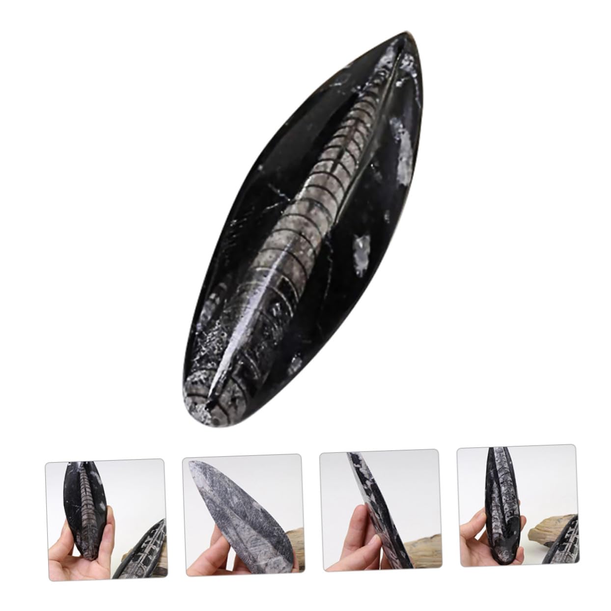 ORFOFE Especimen Paleontológico Orthoceras Natural Mineral Decorativo para Enseñanza Científica y Colección Educativa Grande Fósil Auténtico para Laboratorio y Exhibición