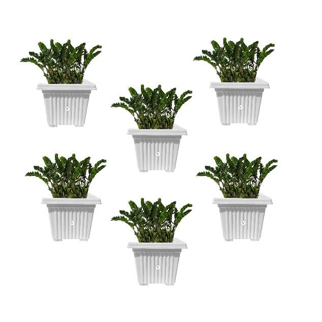 VINSHRA Plastic Planter, White, 10 inch, Set of 6 White Flower Pot/Indoor and Outdoor Use Pot/Plant Container/planters Square Plastic Planter for Balcony and Terrace/uv Treated, Hevy Duty (B099NHF99F) Amazon Price History, Amazon Price Tracker