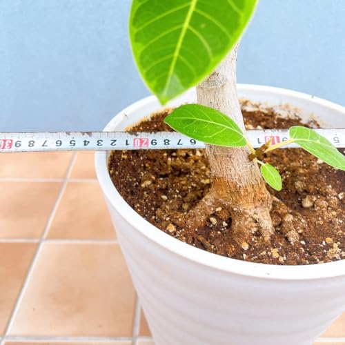 i tBJX S̖ AeV} Ȃ 3  ϗtA CeAO[ lC CeA  hCK[f