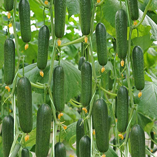 10pcs Semillas Frutales Pepinos, Semillas Frutos Pepinos para ...