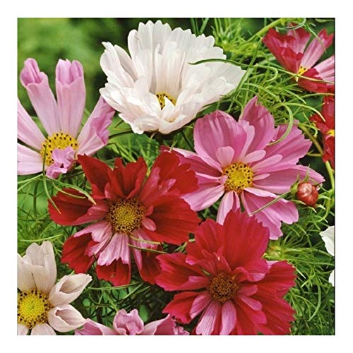 PREMIER SEEDS DIRECT - Flower Cosmos BIPINNATUS Seashells Mix 100 Flower Seeds (Organic)
