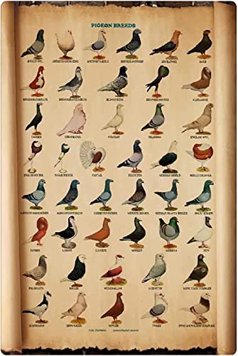 peiyeety Pigeon Types Knowledge Metal Tin Signs Vintage Pigeon Breeds Retro Poster Farmhouse Science Education Plaque Decoration Home Farm Courtyard Wall Decor 8" x 12" peiyeety Pigeon Types Knowledge Metal Tin Signs Vintage Pigeon Breeds Retro Poster Farmhouse Science Education Plaque Decoration Home Farm Courtyard Wall Decor 8" x 12"