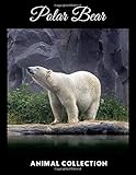 arctic cat diesel quad forum  Polar Bear: Animal Notebook, Journal, Diary (110 Pages, Quad Ruled 5 squers per inch, 8,5 x 11)