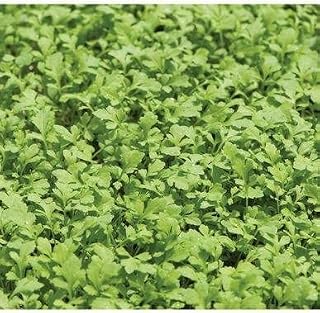 Palm Beach Medicinal Herbs - Cressida Cress Micro Greens (Lepidium sativum) - Packet of 20 Seeds