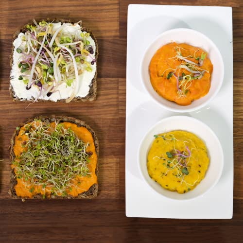 Sprossenzauber® Sprossenglas 1er Set 500ml – Edelstahl-Deckel & Auffangschale – Sprossen selber ziehen – Keimglas für Brokkoli, Alfalfa, Kresse – Einsteiger-Set für frische Microgreens