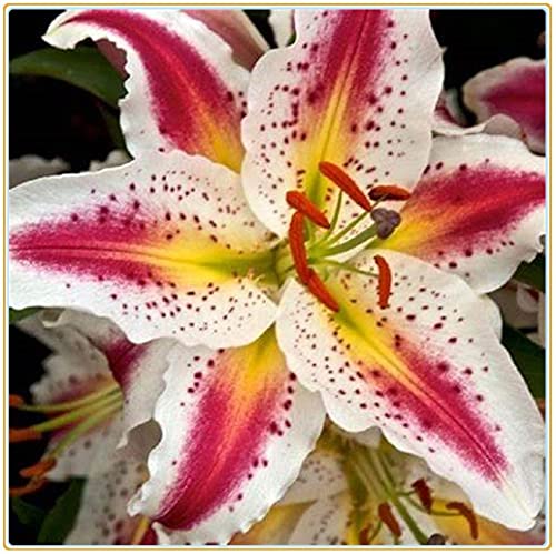 Plantas de lirio Resistentes / lilium gigante bulbi /decoración de fiesta en el jardín/ bulbos de flores Cover