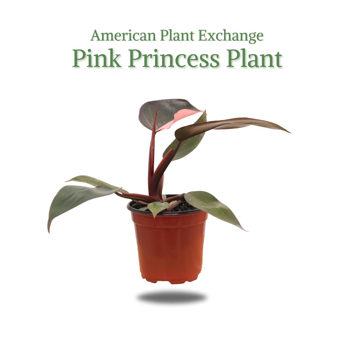 Amazon.com : American Plant Exchange Live Philodendron Pink Princess Plant,  Plant Pot for Home and Garden Decor, 4" Pot : Patio, Lawn & Garden