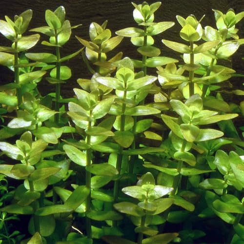 Bacopa - Beautiful Live Aquarium (Pond) Plant, Great for Betta, Guppy, Cherry Shrimp, Barbs, Platys etc etc! Instantly Beautify Your Tank with This Stunning Live Plant! BUY2GET1