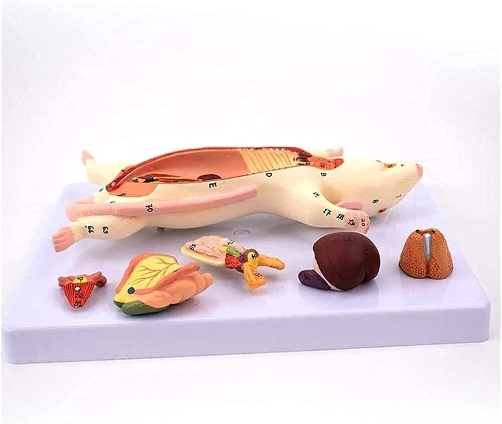 Rat Anatomical Model, Skeleton Model, Anatomical Animal Education Training Auxiliary Medical Hand-Painted Material