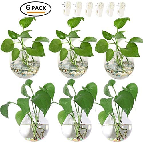 Dzhjkio 43237-2 Pack Of 6 Glass Planters Wall Hanging Planters Round Glass Plant Pots Hanging Air Plant Pots Flower Vase Air Plant Terrariums Wall Hanging Plant Container thumb #5
