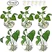 Hanging Wall Planters Pack of 6 Glass Planter Pots Round Glass Flower Vases Hanging Propagation Station Glass Plant Hanger Terrariums Wall Hanging Plant Container