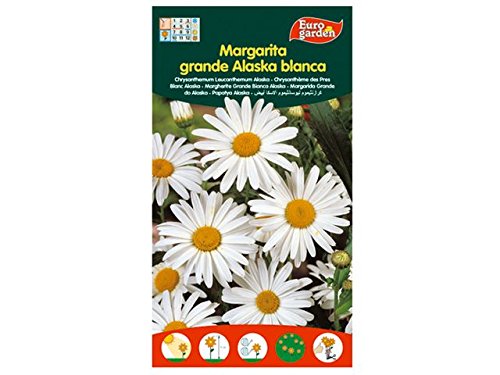 Nd 1571260031 - Semillas Margarita grae Alaska Blanca