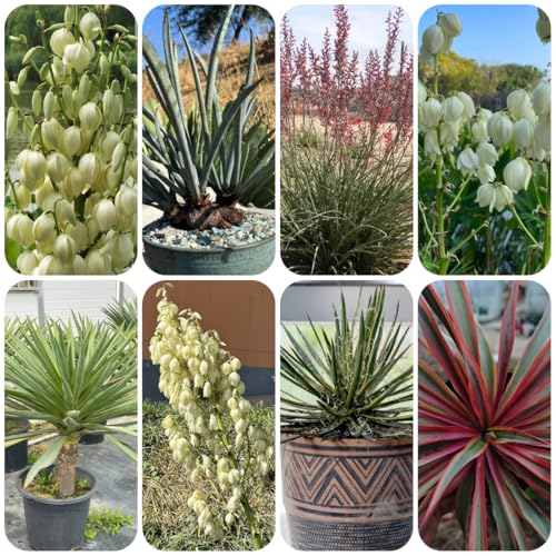 Semillas de resistentes de yuca y lirio palma semillas pradera, sombra palma yuca en macetas resistentes, setos y arbustos balcón perennes prado perennes 60pcs