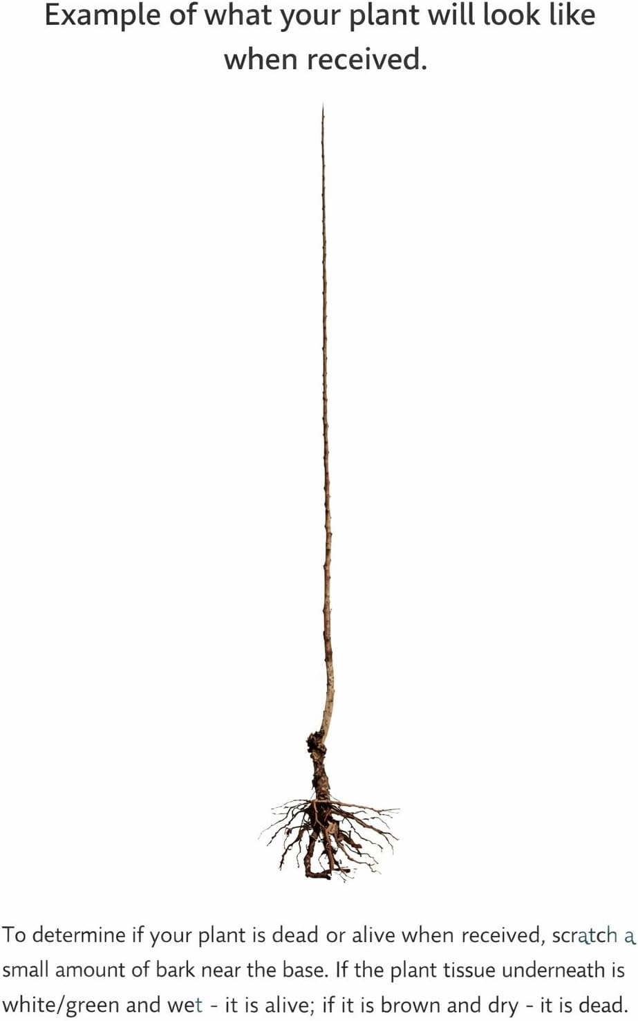 Washington Hawthorn Tree - 24-36" Tall Live Plant - Flowering Ornamental Tree - Crataegus phaenopyrum
