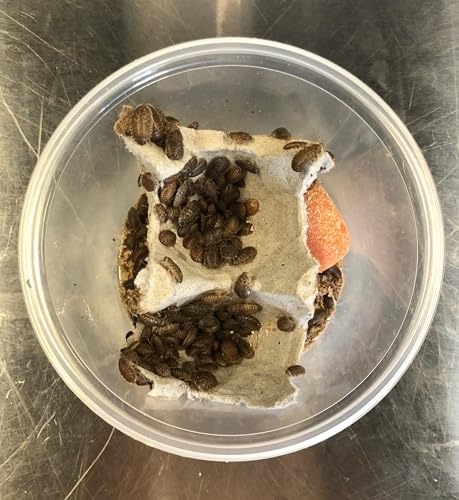 Reptilian Arts Dubia Roaches Live Feeder Insects Small (1/4"-3/8"), 200,
