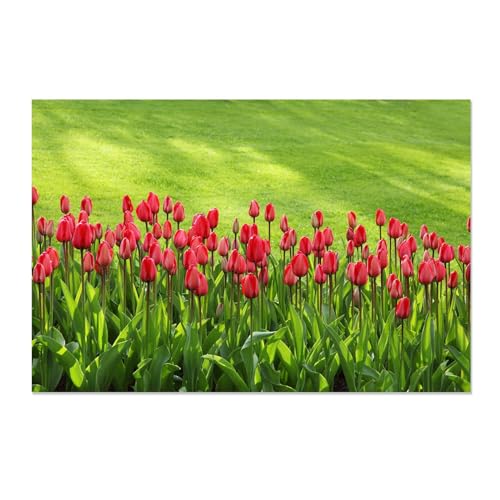 Photos de fleurs de tulipes sur toile 20x30 tableau décoration murale