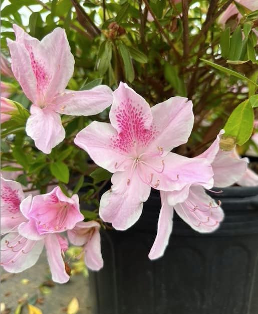 Azalea x 'George Lindsey Tabor' (3 Gallon)