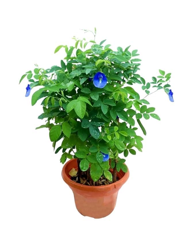 Image of BLUE APRAJITA LIVE BUTTERFLY PEA FLOWER LIVE PLANT, APRAJITA PLANT WITH POT, INDOOR OUTDOOR GARDEN GROWING PLANT, PACK OF 1 WITH BLACK POT