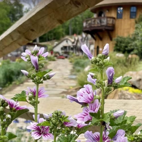 Episode 2050: Discover Ancient Lore Village - Your Adventure Awaits Podcast Por  arte de portada