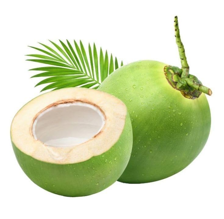 Image of Ganga Bondam Coconut Tree Plant Hybrid Rare Healthy Live Plant For Home Garden Plant Height 1.5-2.5 Feet Size Dwarf Green Yellow (fruit After 2-3 Years)