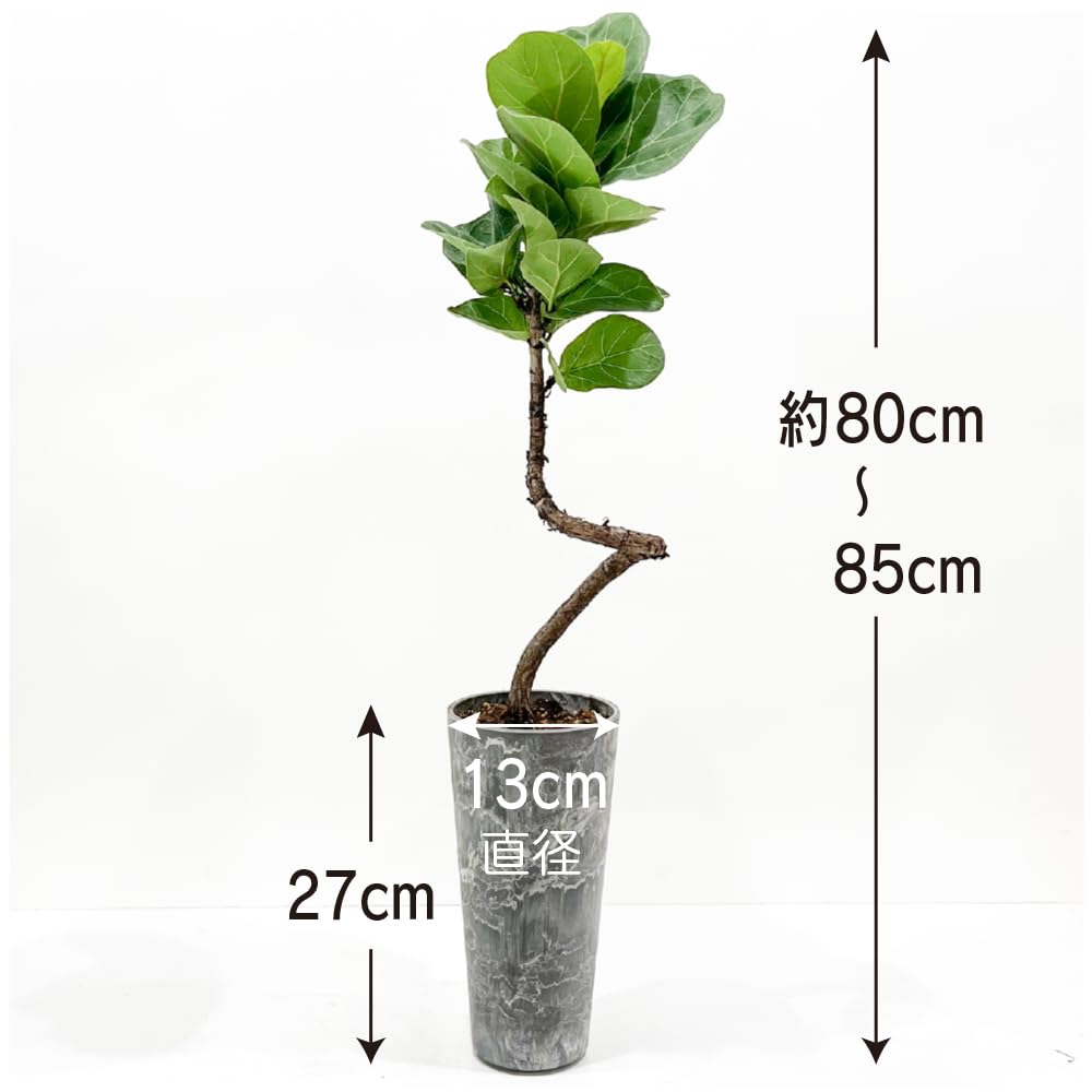 Amazon｜バンビーノ カシワバゴムノキ フィカス 観葉植物 まがり
