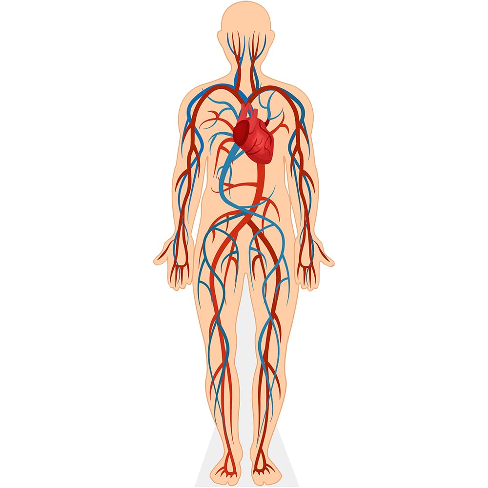 Celebrity Cutouts Life Size Cutout Human Body (Circulatory System)