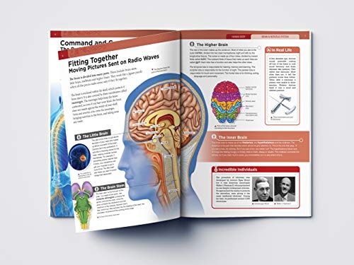 Image of Human Body - Brain And Nervous System: Knowledge Encyclopedia For Children