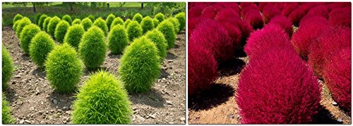 Creative Farmer Grass Family Broom Cypress - Grass Seeds Hedge Grass Seeds Seeds Kitchen Garden Seeds Pack (B078R55WK8) Amazon Price History, Amazon Price Tracker