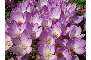 Fantastic Colchicum Autumnale Meadow Saffron Flower CORMBS