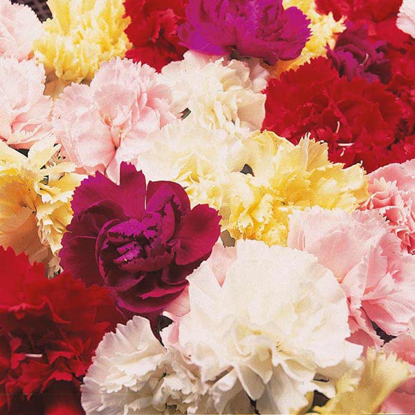 Rare Exotic " Fragrance Mixed " Carnation 30 Seeds Pack for growing-image-46