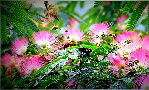 Albizia Julibrissin Tree Seeds Pink Silk Flower Plant Seeds 25 Seeds #TOP2