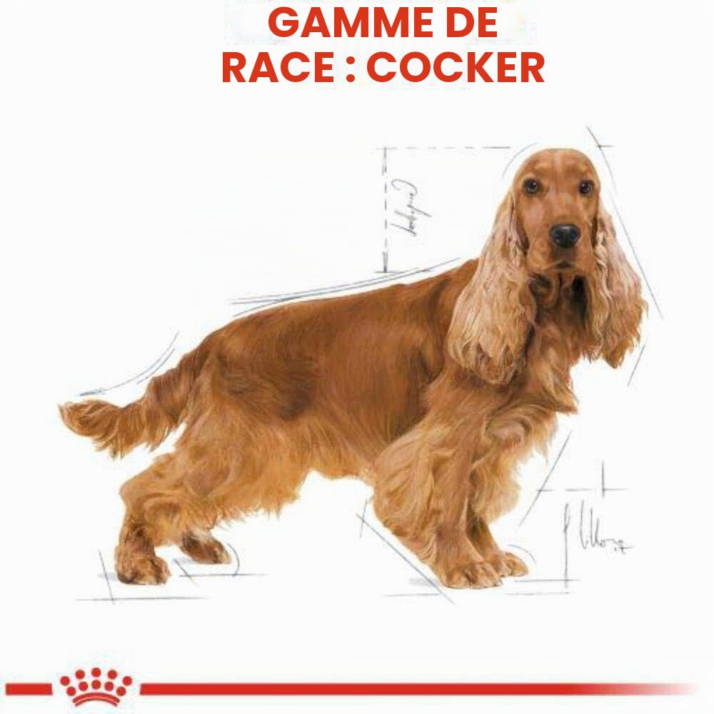Royal Canin Cocker Adult - sac de 12 kg/Croquettes pour chien Cocker adulte
