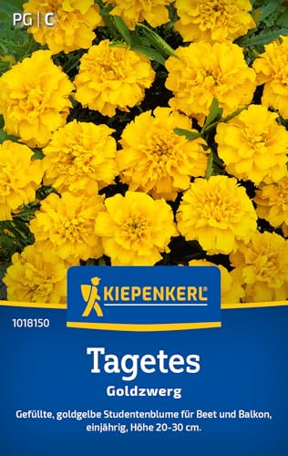 Kiepenkerl Tagetessamen Goldzwerg 1018150 - Einjährige Blumensamen mit einer Wuchshöhe von 20 bis 30 cm und einem Inhalt für 50 Pflanzen - Blumensamen, Saatgut