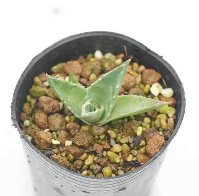 Amazon.co.jp: アガベ・ソブリア・ロゼアナ 2号ロングポット : DIY