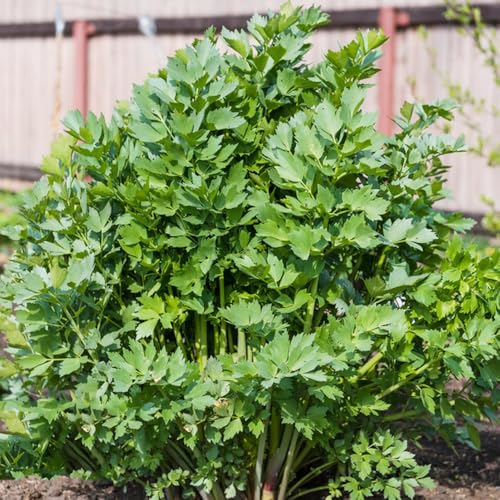 semi di levistico biologico - balcone resistenti perenni estremamente pascolo 100pcs