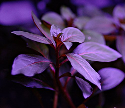 Ludwigia Repens Diamond Red x1 bunch - Plantas para acuarios