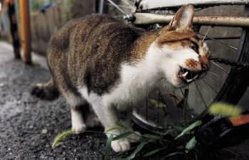 Amazon.co.jp: 風の旅人 vol.23 : 本