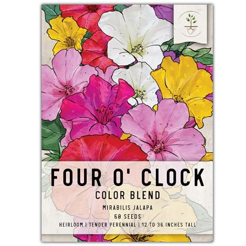 Grow Four O'Clocks From Seed Say Hello to Beautiful Blooms Peace