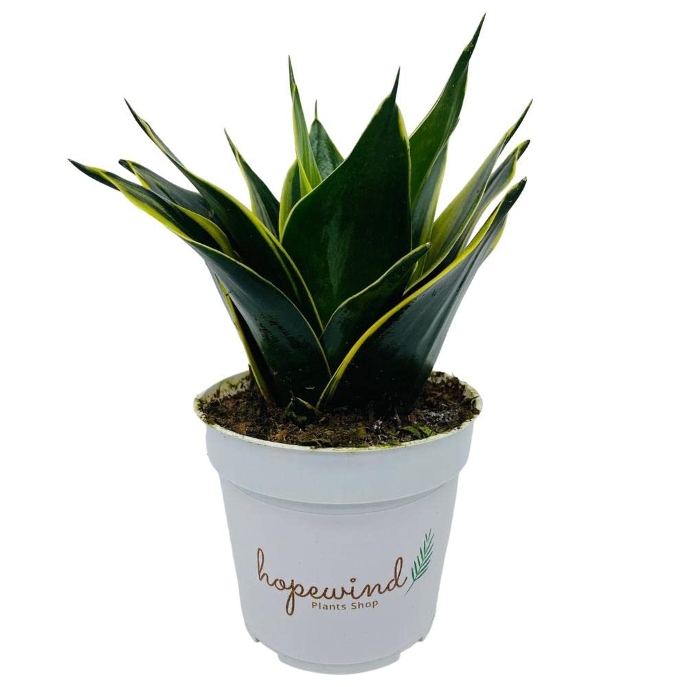 sansevieria trifasciata Sansevieria Trifasciata Green Mall Variegated main image 1