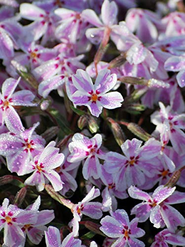 Perennial Farm Marketplace Phlox subulata 'Candy (Moss Pinks) Perennial, Size-#1 Container, White/Bright Pinkish Striped Flowers