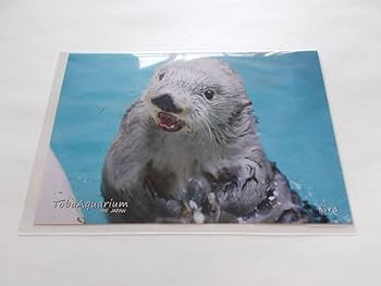 鳥羽水族館 コレクションカード ラッコ キラ 鳥羽水族館 コレクション