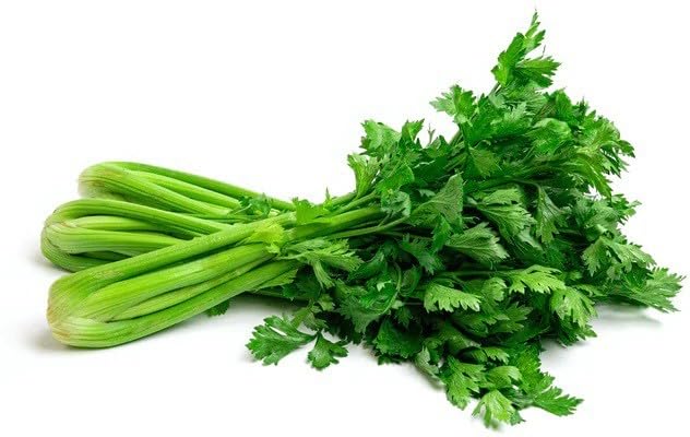 Willvine Organic Green Celery Vegetable-ICRA-10A-image-10