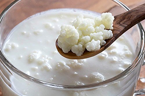 Kombuchaorganic ® 10g UKAS LAB getest groot deel gecertificeerde biologische kefir granen voor geitenmelk kokosmelk havermelk hazelnoothelk sojamelk - Image 5