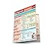 Spanish Fundamentals 1 (Quickstudy: Academic)