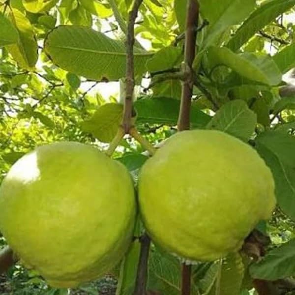 GREEN COLLECTION Taiwan Green Skin White Flesh Seedless Sweet Guava or Amrud Air Layered Fruit Hybrid Grafted Live plant (Thai 7 Variety) for Your Home Garden (B0CFHMM3RD) Amazon Price History, Amazon Price Tracker