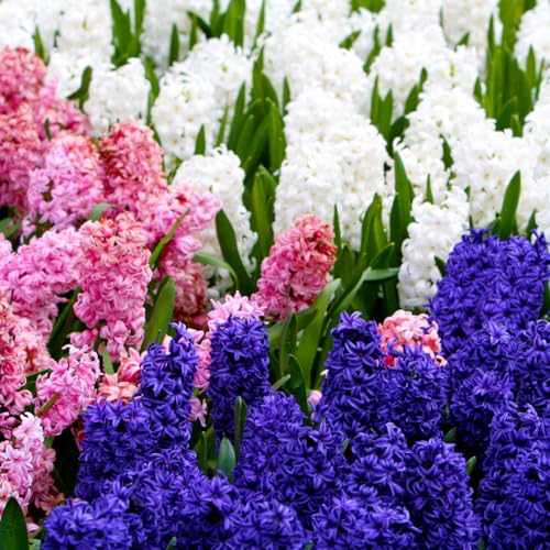 50 Mixed Hyacinth Bulbs – Fragrant Spring Flowers in...
