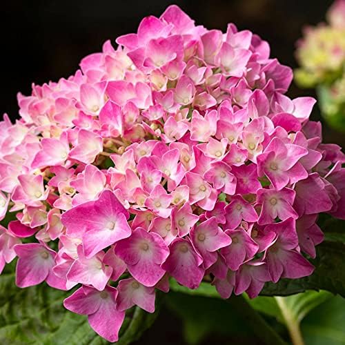 Lacecap Hydrangea macrophylla Zorro Deciduous Potted Garden Shrub for