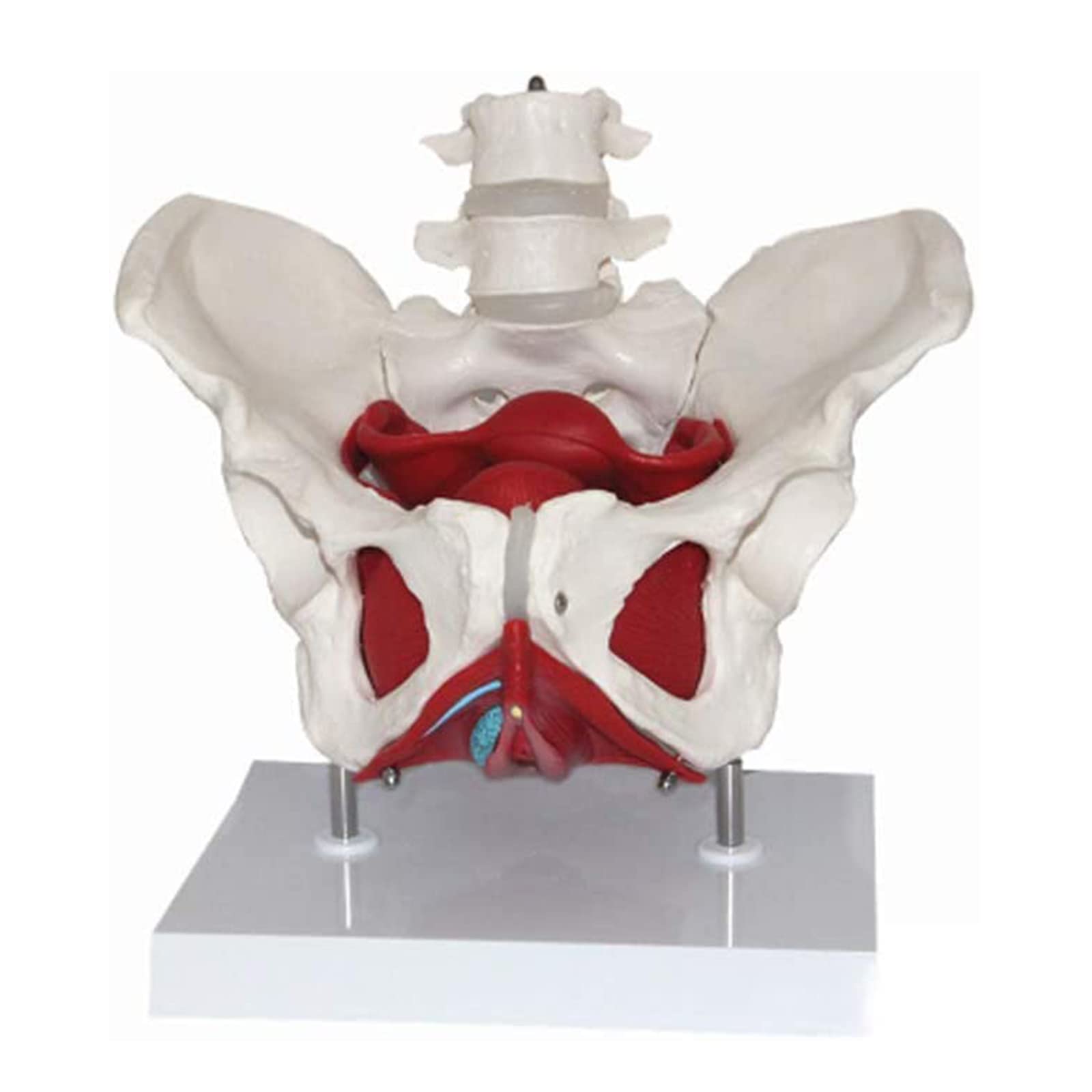 YNIYUJKL Pelvis And Perineum Model With Lumbar Vertebrae And Removable Organs For Teaching, Anatomical Educational Tool For Pelvic Floor Muscle Display