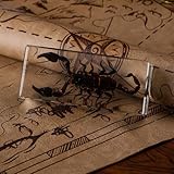 Taxidermy Scorpion Specimen in Resin – Real Preserved Insect Specimen, Oddities Collectible & Gothic Decor for Science Classroom, Unique Halloween, Christmas & Birthday Gift