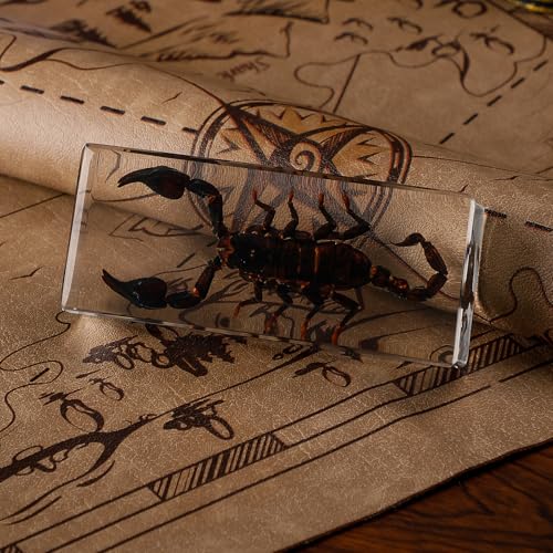 Taxidermy Scorpion Specimen in Resin – Real Preserved Insect Specimen,